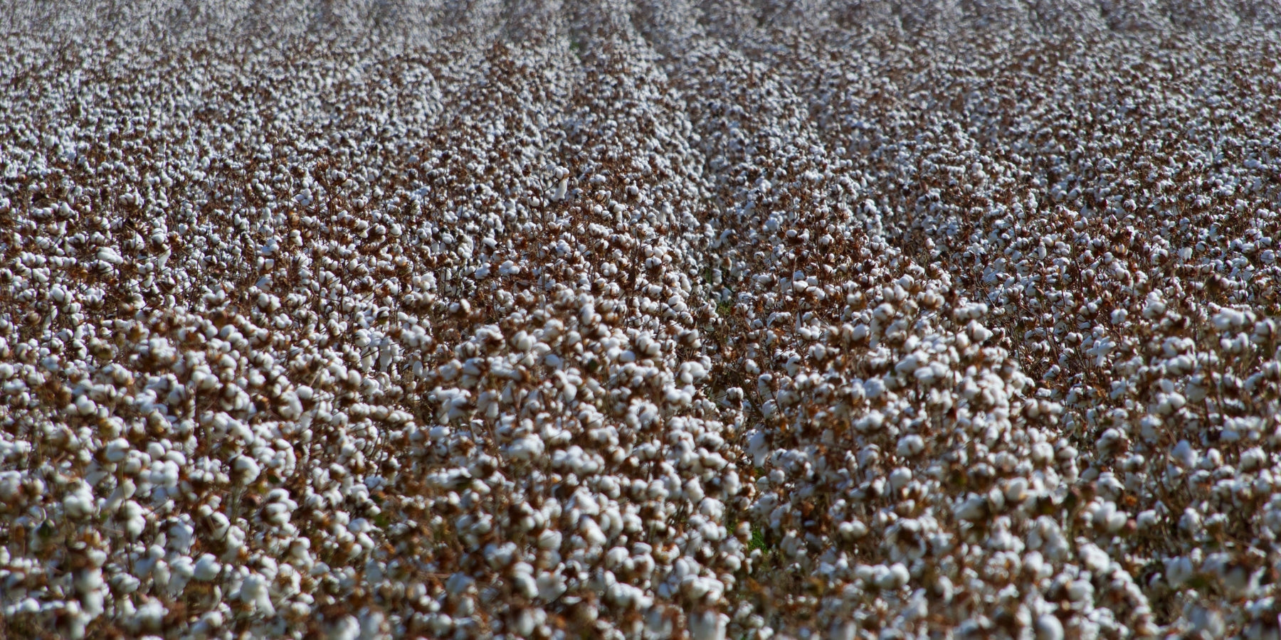large cotton crop